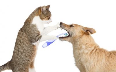 Dog and Cat Breath