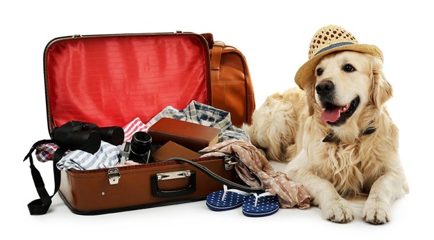 7 Tips for Boarding Your Pet