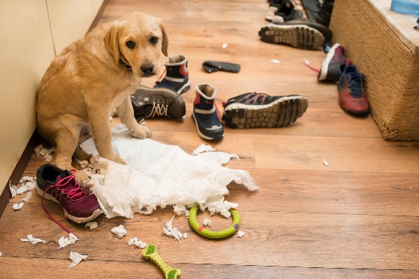 What To Do If Your Animal Has Destructive Behaviors While You’re Away