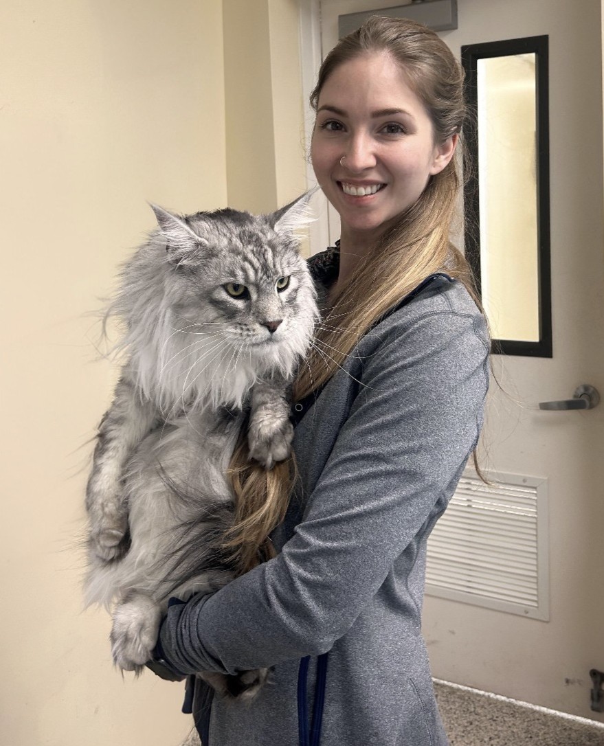Cornerstone Veterinary Hospital St. Petersburg Florida